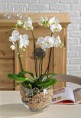 /album/galleria-foto-servizio-interflora/orchidea-phalenopsis-jpg/